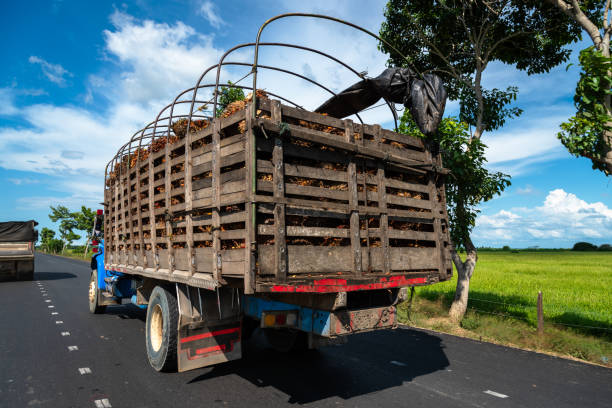 Istockphoto 1293763281 612X612 1