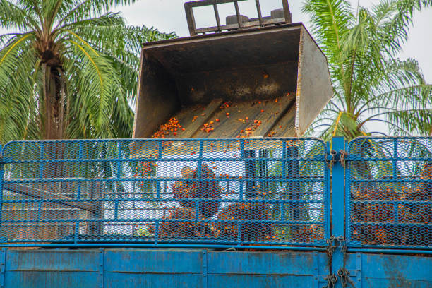 Memahami Rantai Pasok Lini Hulu Produksi Sawit Indonesia 1 Istockphoto 2179793546 612X612 1