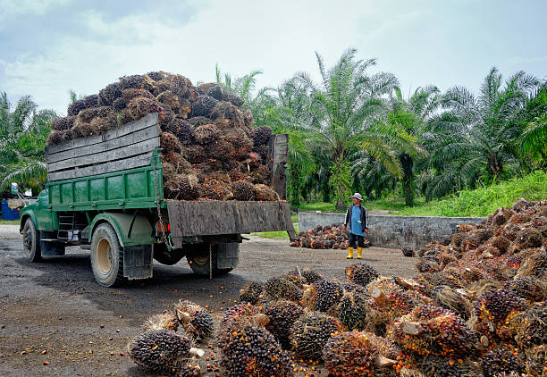 Meningkatkan Efisiensi Rantai Pasok Sawit Dengan Fleet Management System 2 Istockphoto 618353926 612X612 1